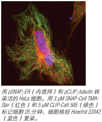 SNAP-Surface Alexa Fluor 647--NEB酶试剂 New England Biolabs