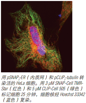 SNAP-Cell Fluorescein--NEB酶试剂 New England Biolabs