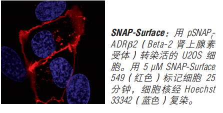 SNAP-Surface 启动试剂盒--NEB酶试剂 New England Biolabs