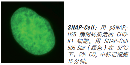 SNAP-Cell 启动试剂盒（停产，组分可单独购买）--NEB酶试剂 New England Biolabs