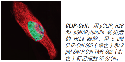 SNAP-Cell 启动试剂盒（停产，组分可单独购买）--NEB酶试剂 New England Biolabs