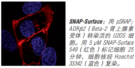 SNAP-Cell 启动试剂盒（停产，组分可单独购买）--NEB酶试剂 New England Biolabs