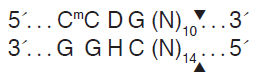 LpnPI--NEB酶试剂 New England Biolabs