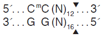 FspEI--NEB酶试剂 New England Biolabs