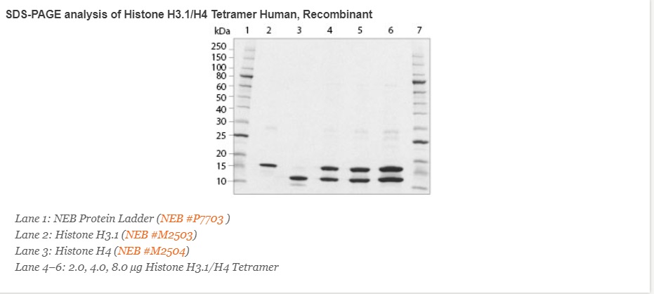 重组人类组蛋白 H3.1/H4 四聚体--NEB酶试剂 New England Biolabs