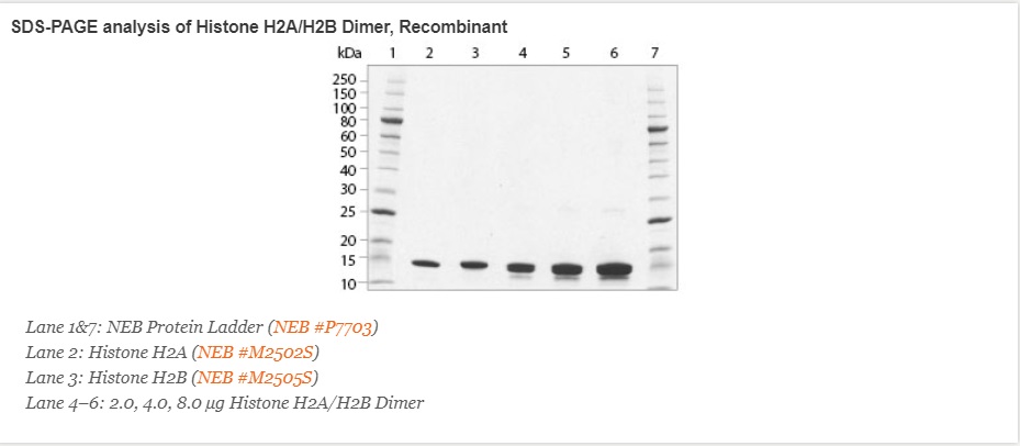 重组人类组蛋白 H2A/H2B 二聚体--NEB酶试剂 New England Biolabs