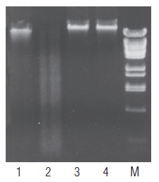 McrBC--NEB酶试剂 New England Biolabs