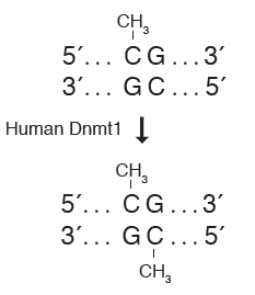 人 DNA（胞嘧啶-5）甲基转移酶（Dnmt1）--NEB酶试剂 New England Biolabs