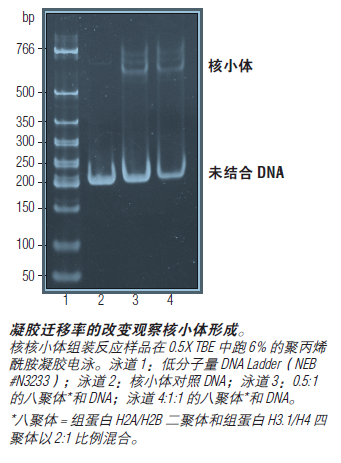 EpiMark 核小体组装试剂盒--NEB酶试剂 New England Biolabs