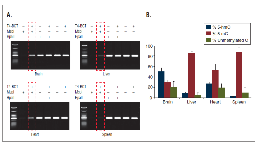 EpiMark® 5-hmC 和 5-mC 分析试剂盒--NEB酶试剂 New England Biolabs