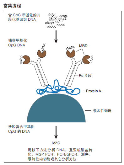 EpiMark 甲基化 DNA 富集试剂盒--NEB酶试剂 New England Biolabs