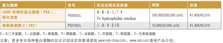 cAMP 依赖性蛋白激酶（PKA），催化亚型--NEB酶试剂 New England Biolabs