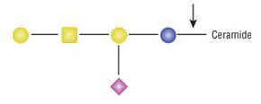 Endoglycoceramidase I (EGCase I)--NEB酶试剂 New England Biolabs