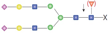 糖苷内切酶 F2--NEB酶试剂 New England Biolabs