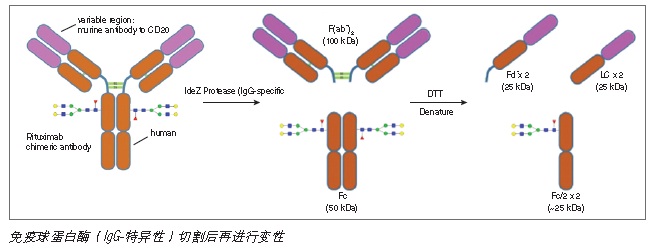 IdeZ 免疫球蛋白酶（IgG-特异性）--NEB酶试剂 New England Biolabs