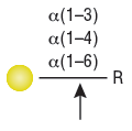 α1-3,4,6 半乳糖苷酶--NEB酶试剂 New England Biolabs