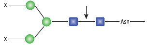 糖苷内切酶 D--NEB酶试剂 New England Biolabs