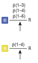 β-N-乙酰己糖胺酶f--NEB酶试剂 New England Biolabs