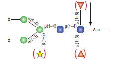 PNGase A--NEB酶试剂 New England Biolabs