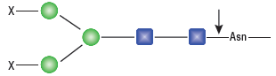 PNGase F ( 无甘油 )--NEB酶试剂 New England Biolabs