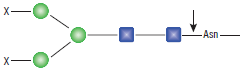PNGase F--NEB酶试剂 New England Biolabs