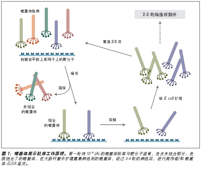 Ph.D.-12 噬菌体展示肽库试剂盒--NEB酶试剂 New England Biolabs