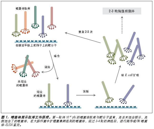 Ph.D.-7 噬菌体展示肽库试剂盒--NEB酶试剂 New England Biolabs