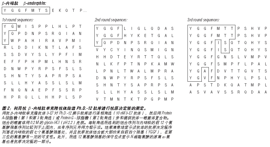 Ph.D.-7 噬菌体展示肽库试剂盒--NEB酶试剂 New England Biolabs