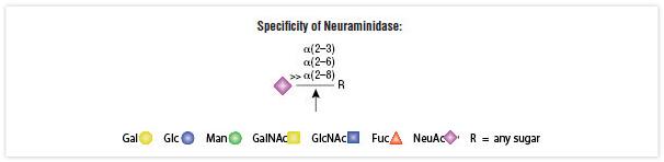 O-糖苷酶 & 神经氨酸苷酶套装--NEB酶试剂 New England Biolabs