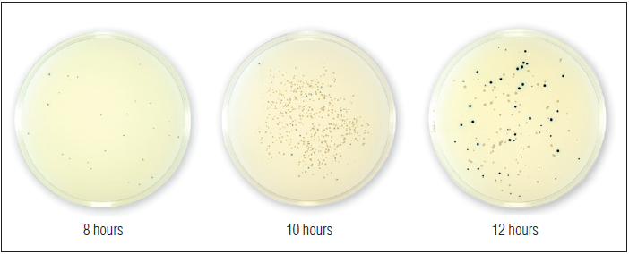 NEB Turbo E. coli 感受态细胞（高效级）--NEB酶试剂 New England Biolabs