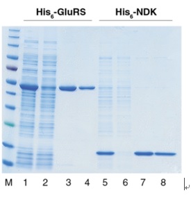 NEBExpress™ 镍离心柱--NEB酶试剂 New England Biolabs