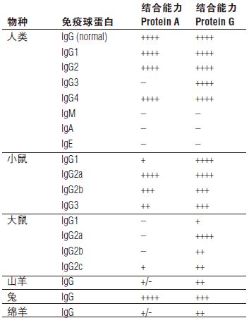 Protein A 磁珠--NEB酶试剂 New England Biolabs