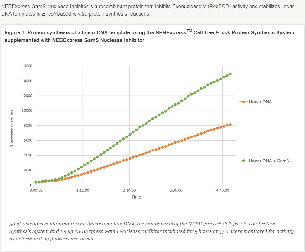 NEBExpress™GamS Nuclease Inhibitor--NEB酶试剂 New England Biolabs