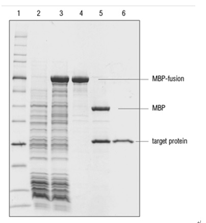 NEBExpressTM MBP 融合表达及纯化系统--NEB酶试剂 New England Biolabs