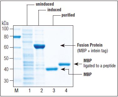 IMPACT™ 试剂盒--NEB酶试剂 New England Biolabs