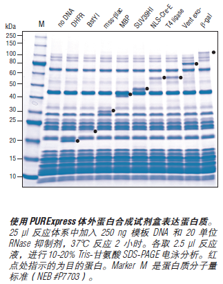 PURExpress Δ Ribosome 试剂盒--NEB酶试剂 New England Biolabs