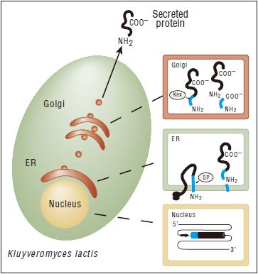 K. lactis 蛋白表达试剂盒--NEB酶试剂 New England Biolabs