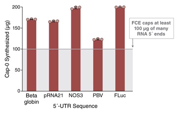 Faustovirus 病毒加帽酶（FCE）--NEB酶试剂 New England Biolabs