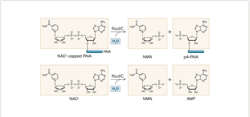 NudC 焦磷酸酶--NEB酶试剂 New England Biolabs
