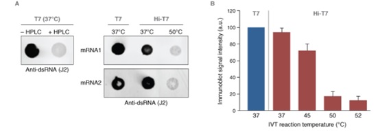Hi-T7 RNA 聚合酶（高浓度）--NEB酶试剂 New England Biolabs