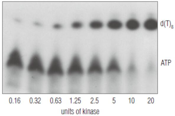 T4 多聚核苷酸激酶（T4 PNK）--NEB酶试剂 New England Biolabs