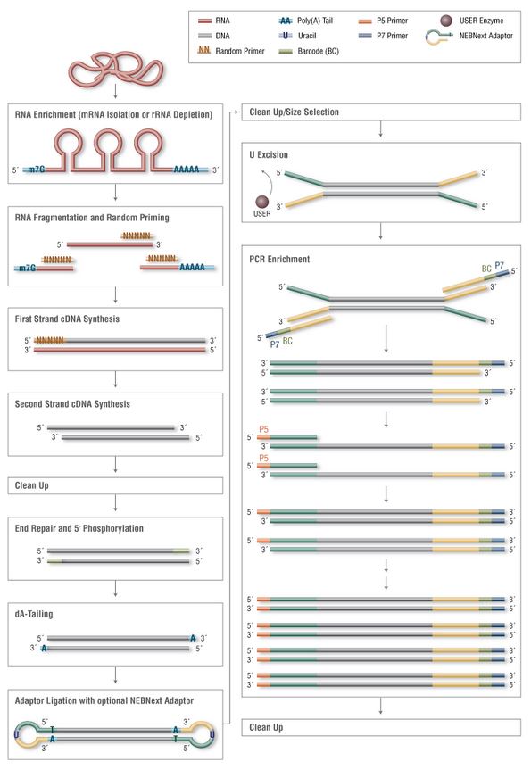 NEBNext RNA 文库制备试剂盒--NEB酶试剂 New England Biolabs