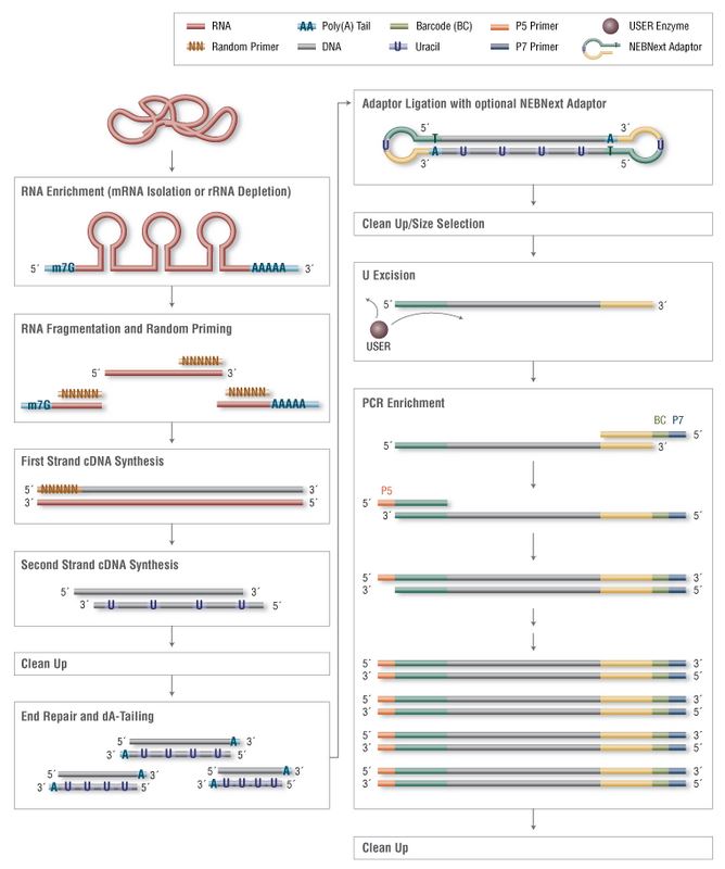 NEBNext RNA 定向文库制备试剂盒--NEB酶试剂 New England Biolabs