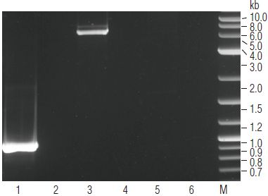 ProtoScript®  cDNA 第一链合成试剂盒--NEB酶试剂 New England Biolabs