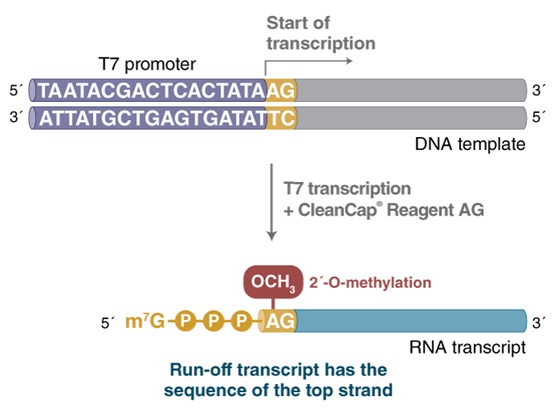 HiScribe™ T7 mRNA 合成试剂盒(含 CleanCap® Reagent AG)--NEB酶试剂 New England Biolabs