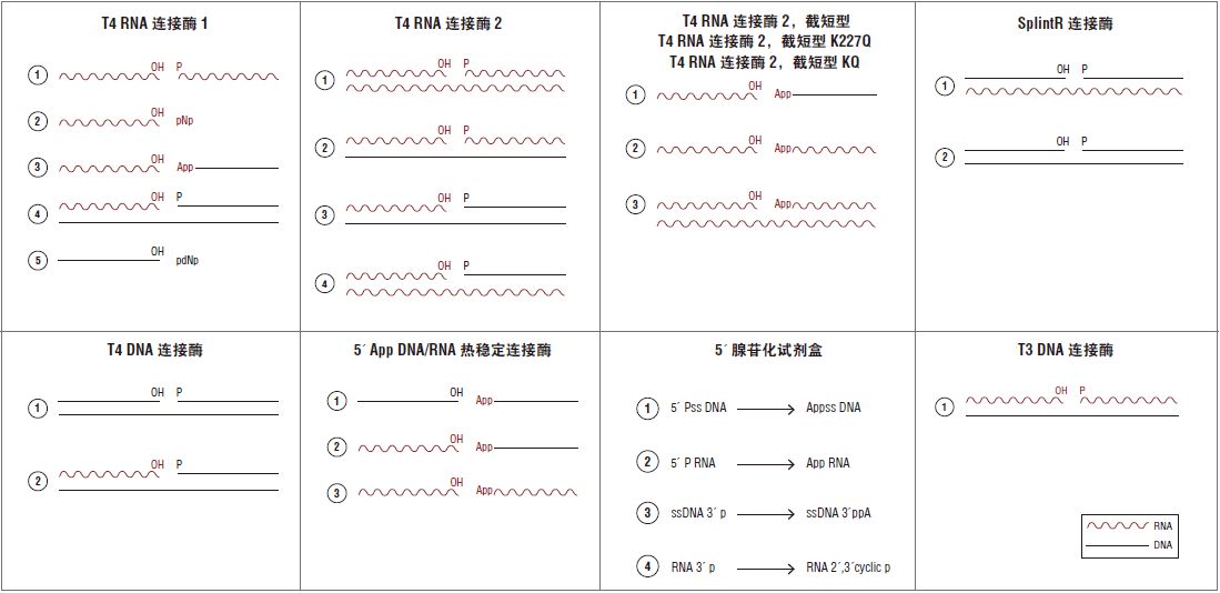 已报道的 T4 RNA 连接酶活性和应用--NEB酶试剂 New England Biolabs