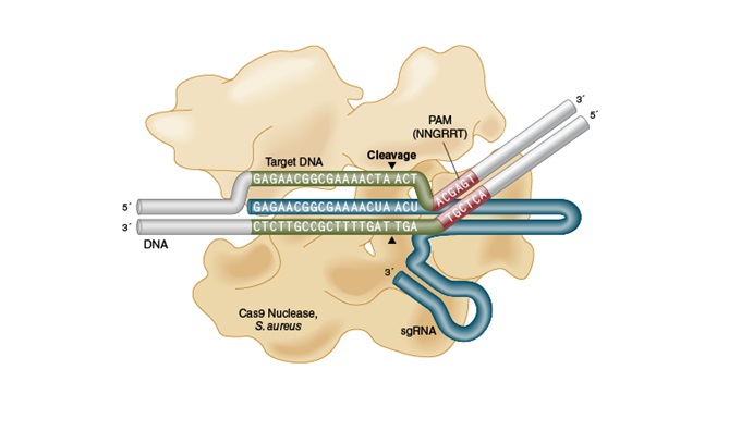 EnGen® Sau Cas9 核酸酶--NEB酶试剂 New England Biolabs