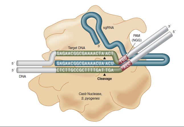 Spy Cas9 核酸酶--NEB酶试剂 New England Biolabs