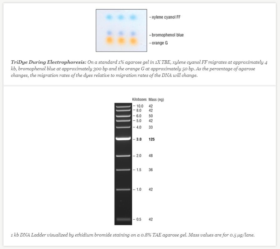 TriDye 1 kb DNA Ladder--NEB酶试剂 New England Biolabs