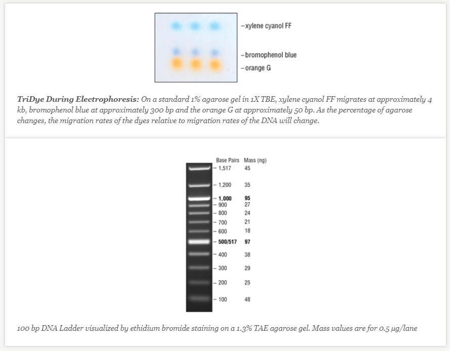 TriDye 100 bp DNA Ladder--NEB酶试剂 New England Biolabs
